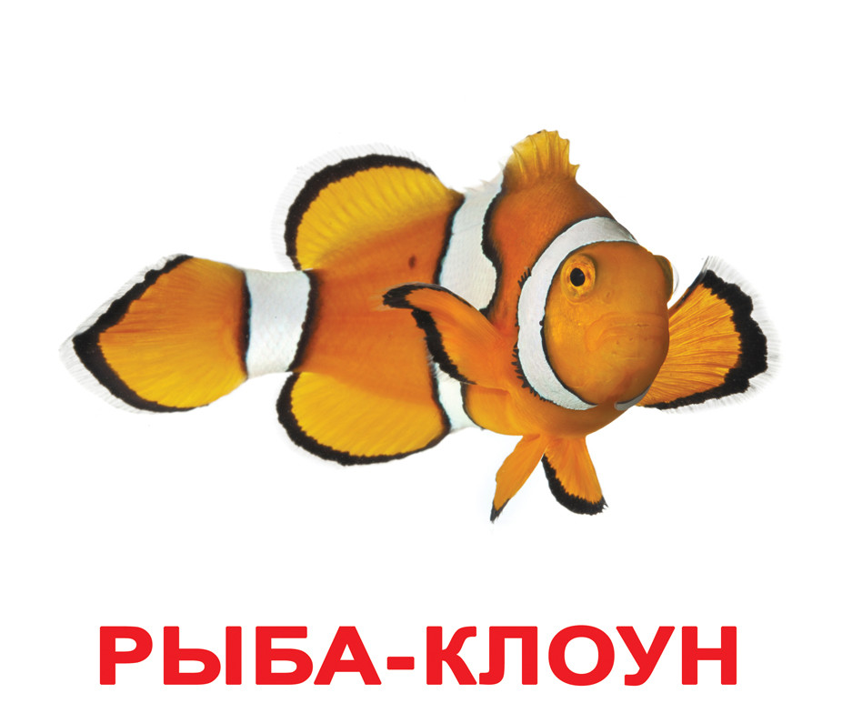 Рыба клоун картинка для детей