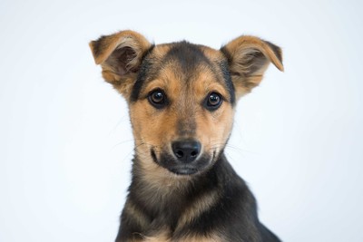 Отдам в хорошие руки щенка девочку Нико