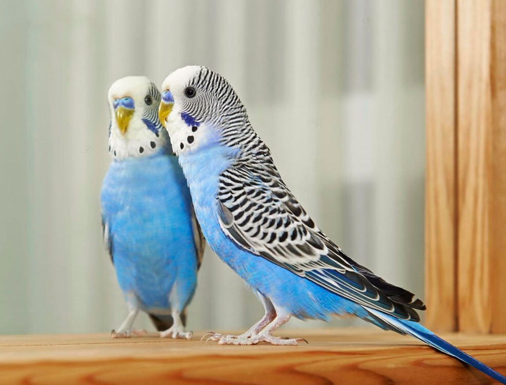 Яскраві, хвилясті папужки різного віку, забарвлення. фото №1