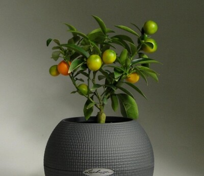 Мандарин отросток, саженец 1 шт.